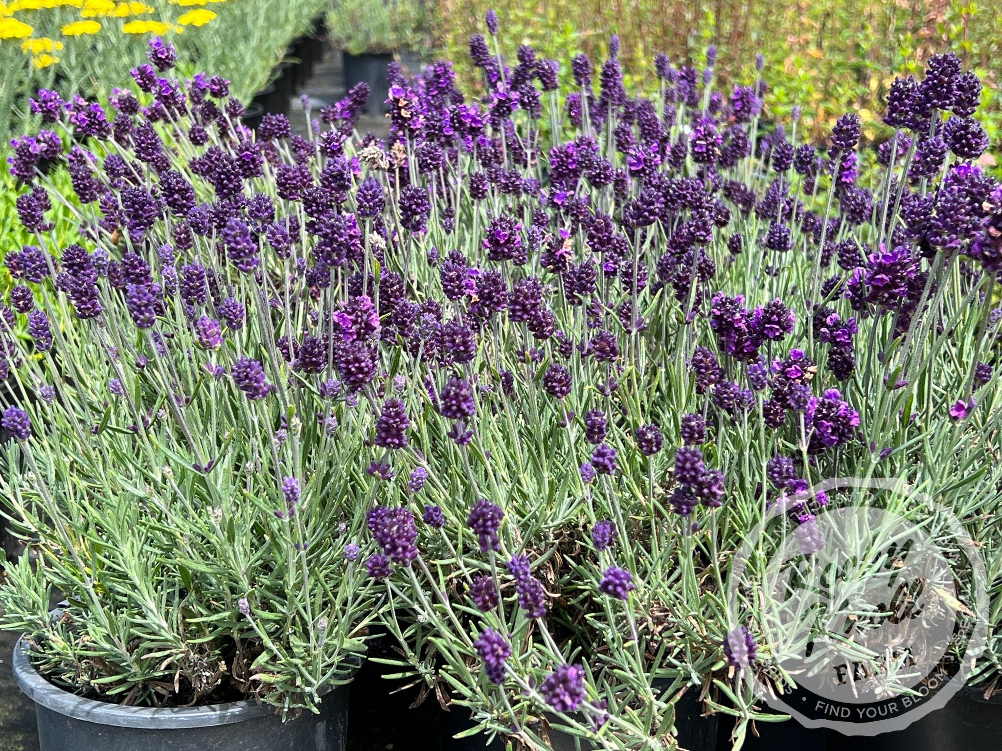 20 Culinary Lavender Spanish Eyes Lavender seeds ( Lavandula