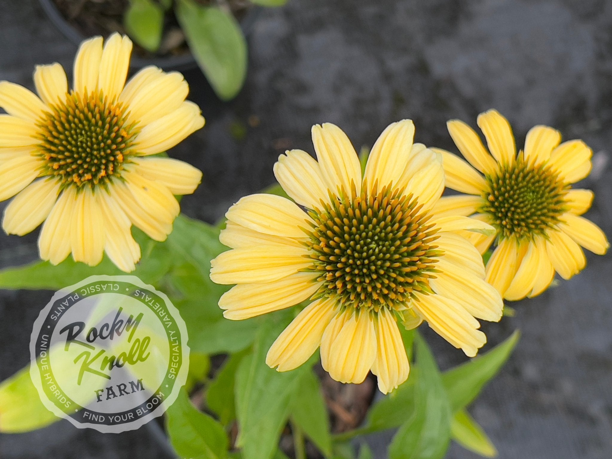 Echinacea 'mellow Yellows' (coneflower) - Rocky Knoll Farm