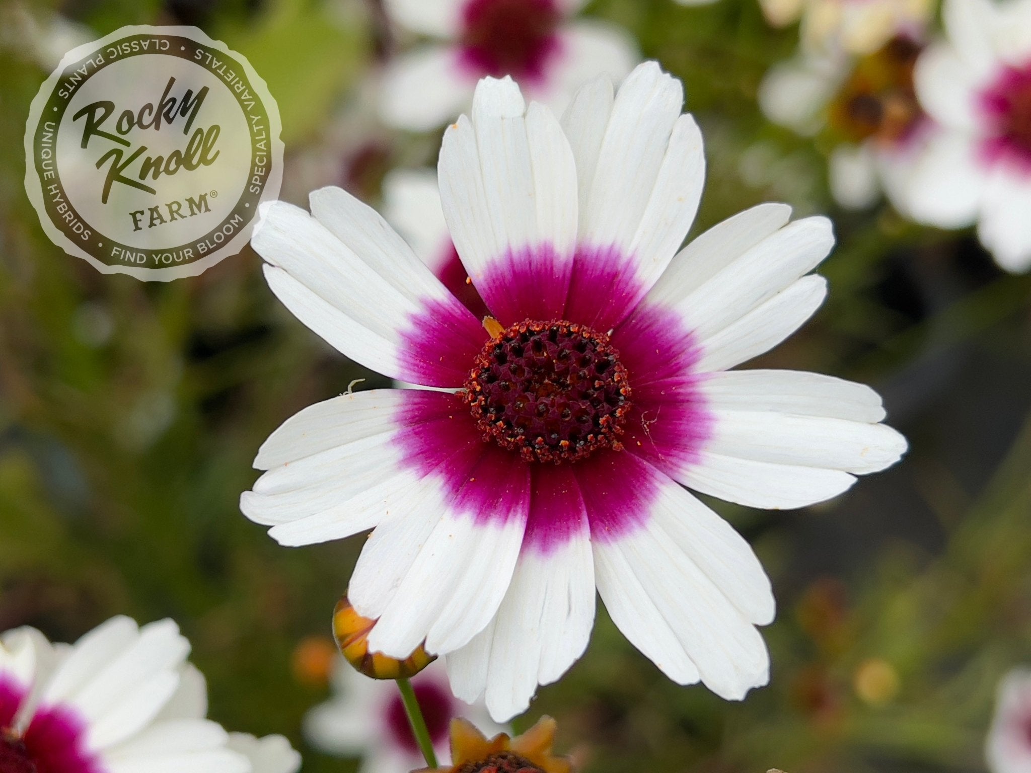 Coreopsis 'Red Satin' (Tickseed)