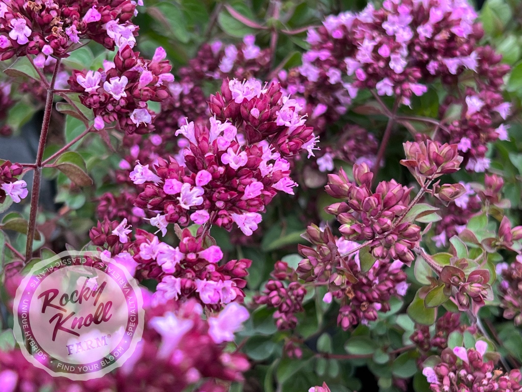 Rosenkuppel ornamental oregano - Rocky Knoll Farm