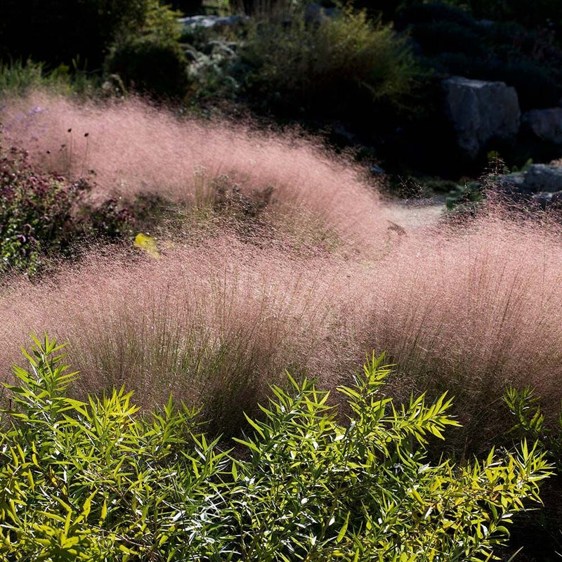 Ruby Muhly Grass Undaunted® - Muhlenbergia reverchonii plant from Rocky Knoll Farm