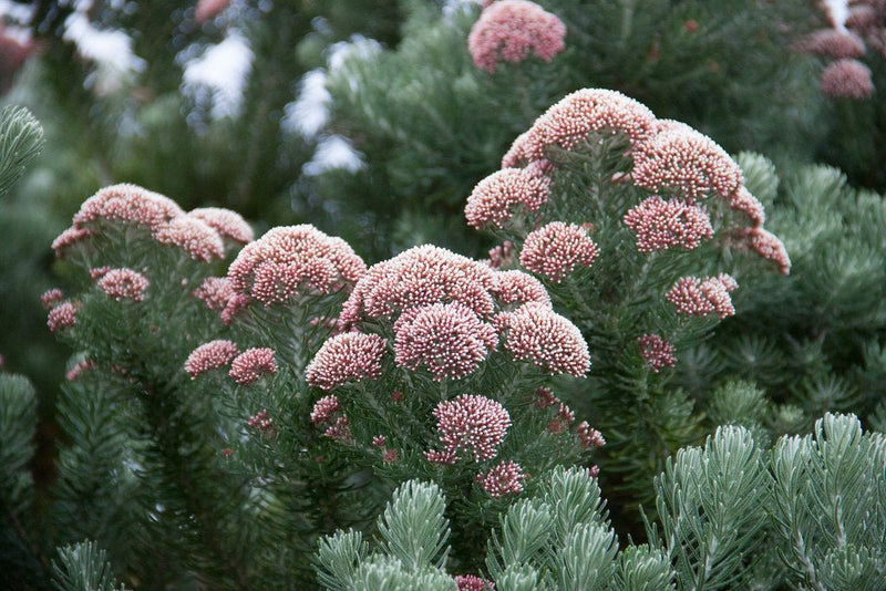 Ozothamnus rosmarinifolius 'Silver Jubilee' plant from Rocky Knoll Farm