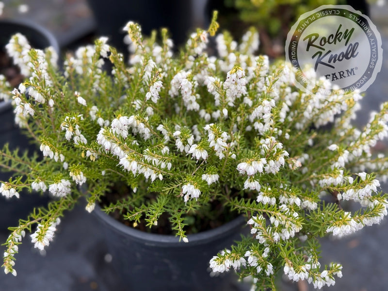 Erica Mediterranean White Heath plant from Rocky Knoll Farm