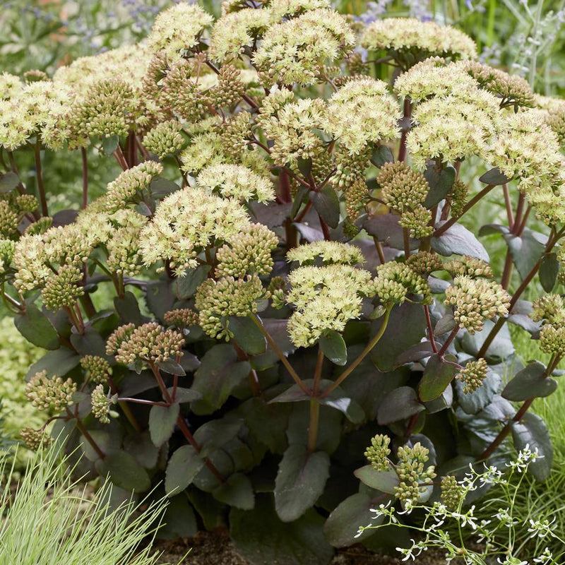 Sedum Banana Split plant from Rocky Knoll Farm