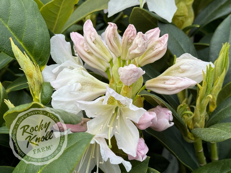 Cunningham’s White plant from Rocky Knoll Farm