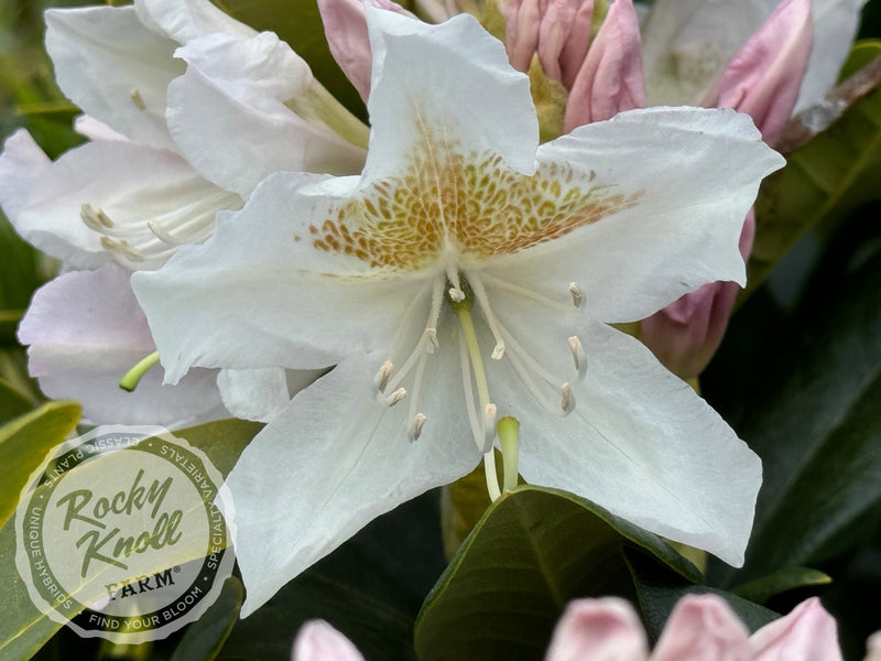 Cunningham’s White plant from Rocky Knoll Farm