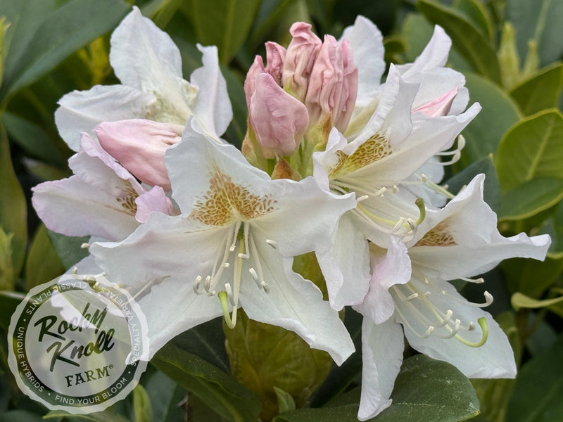 Cunningham’s White plant from Rocky Knoll Farm