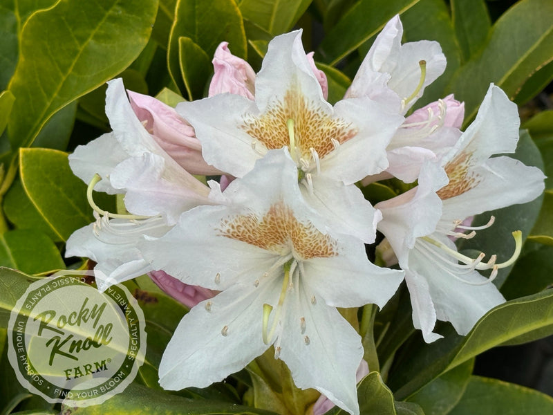 Cunningham’s White plant from Rocky Knoll Farm