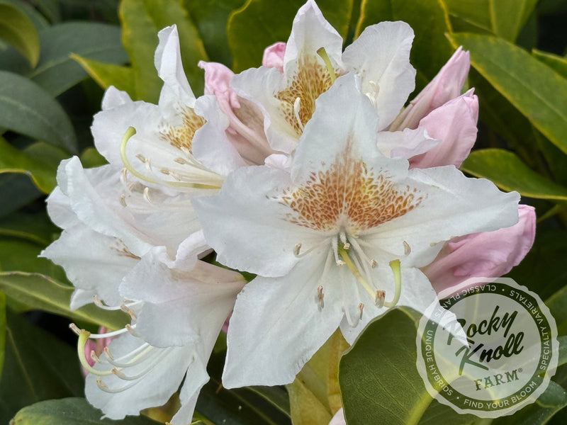 Cunningham’s White plant from Rocky Knoll Farm