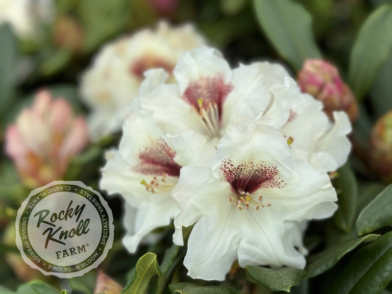 Sappho x Tweedy Bird plant from Rocky Knoll Farm