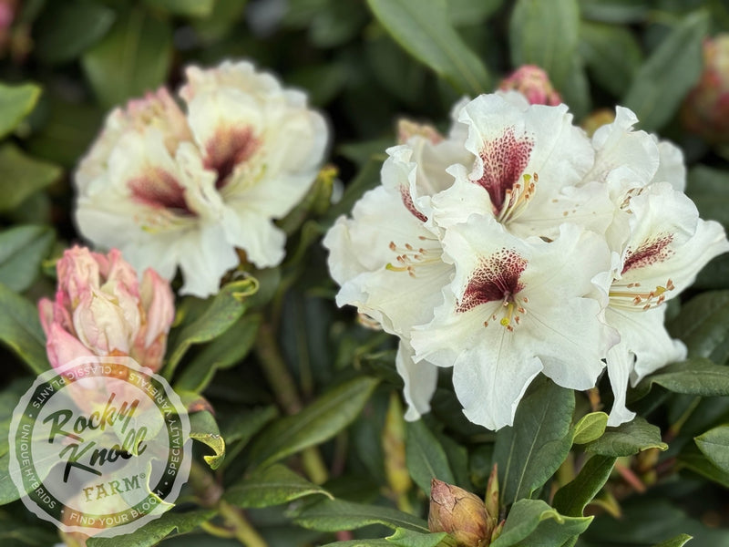 Sappho x Tweedy Bird plant from Rocky Knoll Farm