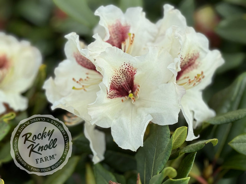 Sappho x Tweedy Bird plant from Rocky Knoll Farm