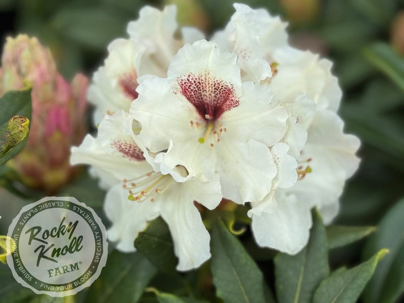 Sappho x Tweedy Bird plant from Rocky Knoll Farm