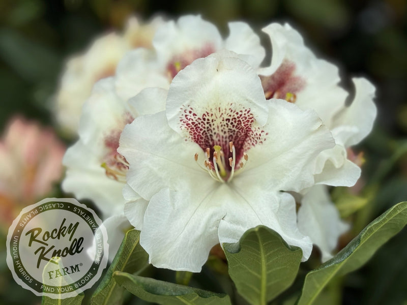 Sappho x Tweedy Bird plant from Rocky Knoll Farm