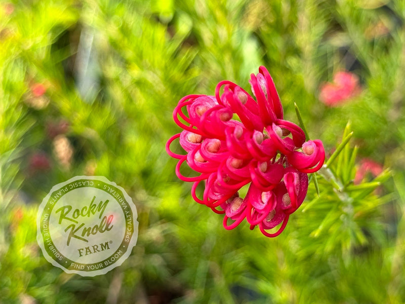 Grevillea juniperina Prickly Spider Flower plant from Rocky Knoll Farm