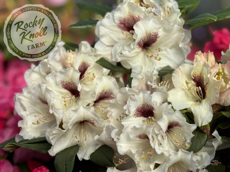 Sappho x Tweedy Bird plant from Rocky Knoll Farm