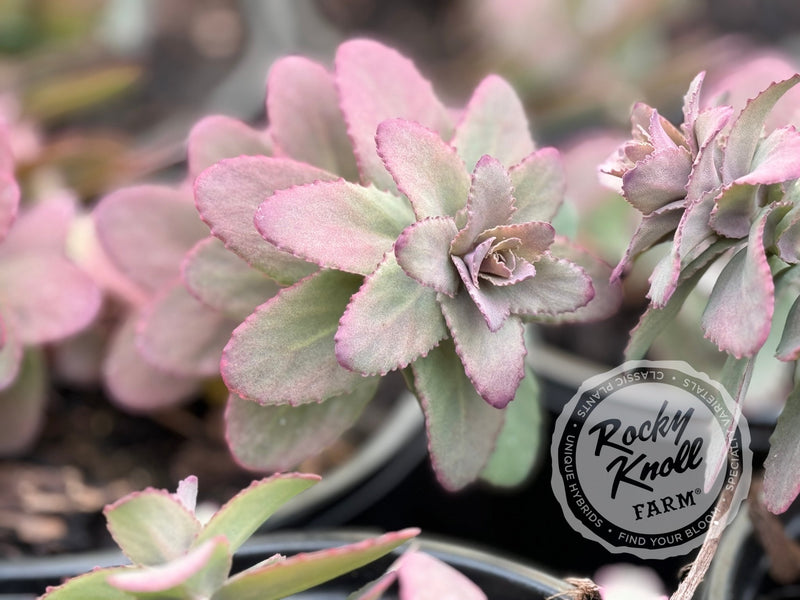 Sedum Banana Split plant from Rocky Knoll Farm