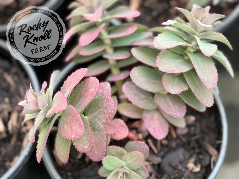 Sedum Banana Split plant from Rocky Knoll Farm