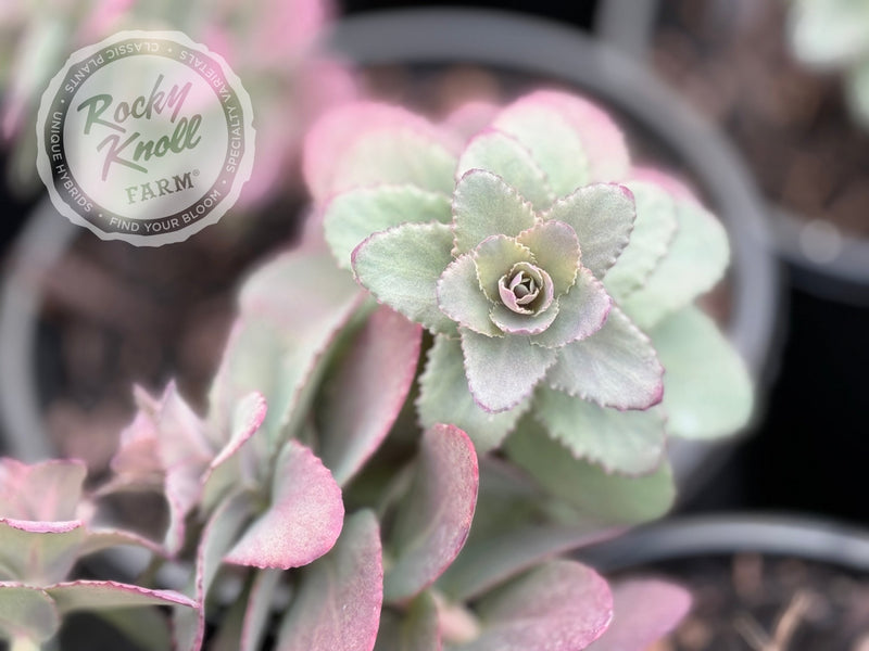 Sedum Banana Split plant from Rocky Knoll Farm