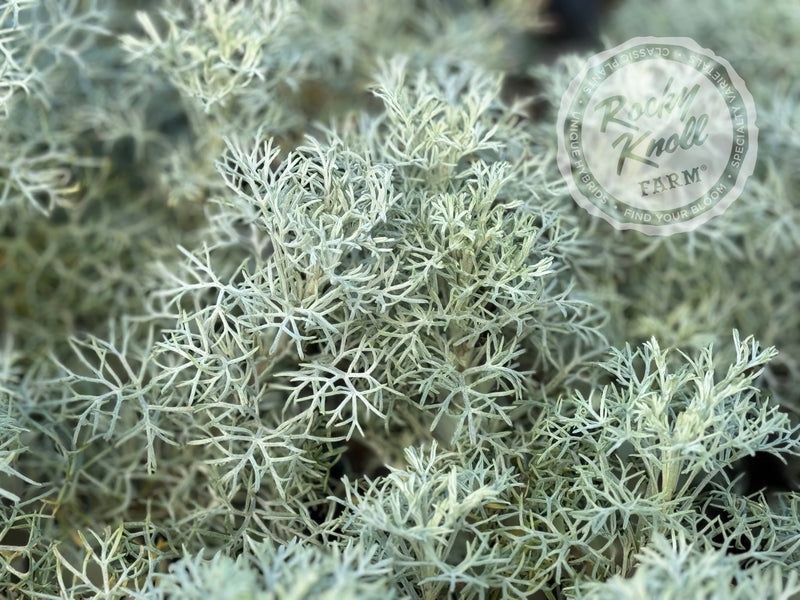 Artemisia Seafoam plant from Rocky Knoll Farm