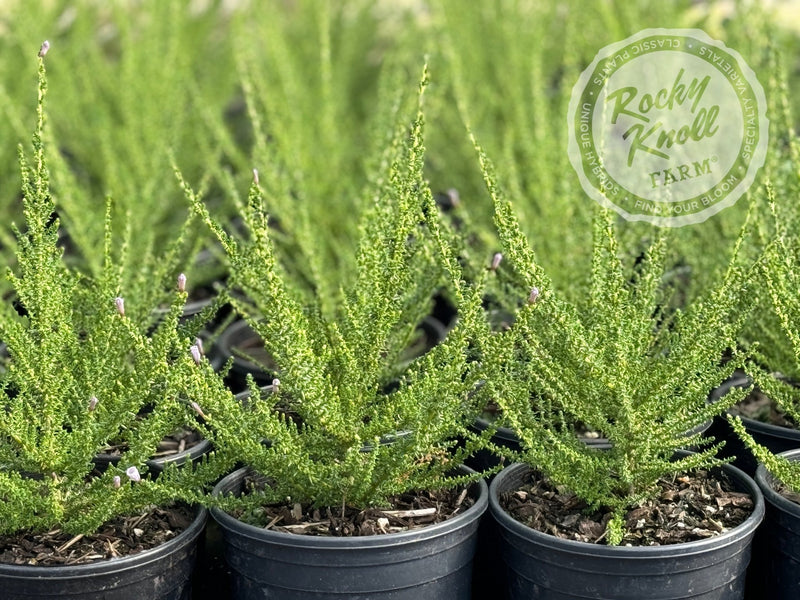 Fabiana imbricata 'Violacea' plant from Rocky Knoll Farm