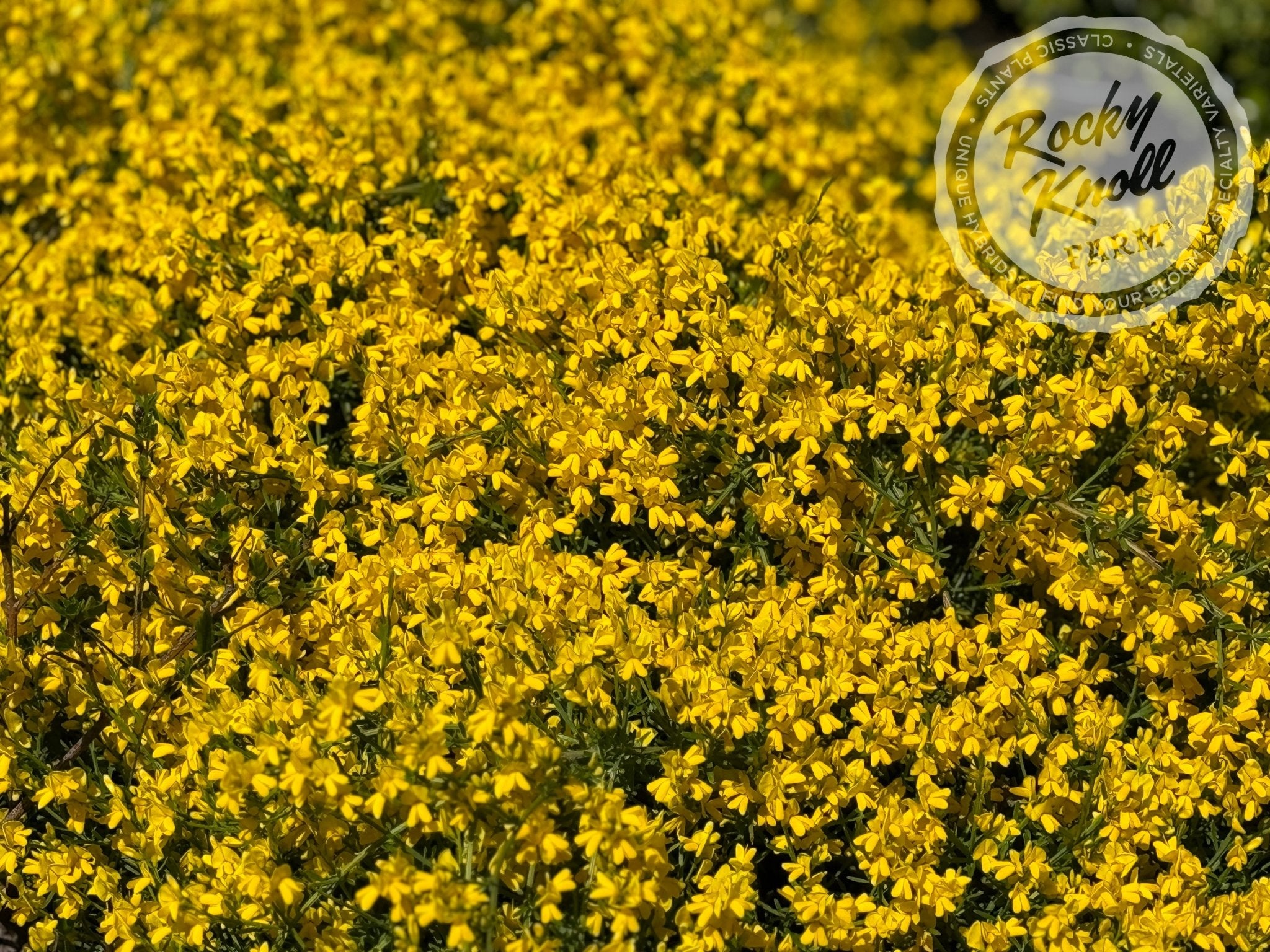 Genista lydia - Rocky Knoll Farm