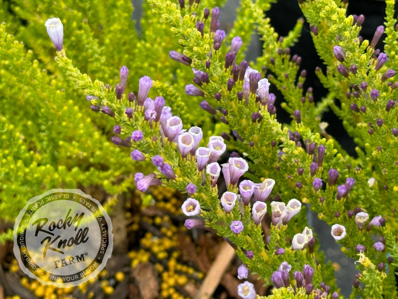 Fabiana imbricata 'Violacea' plant from Rocky Knoll Farm