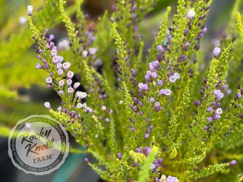 Fabiana imbricata 'Violacea' plant from Rocky Knoll Farm