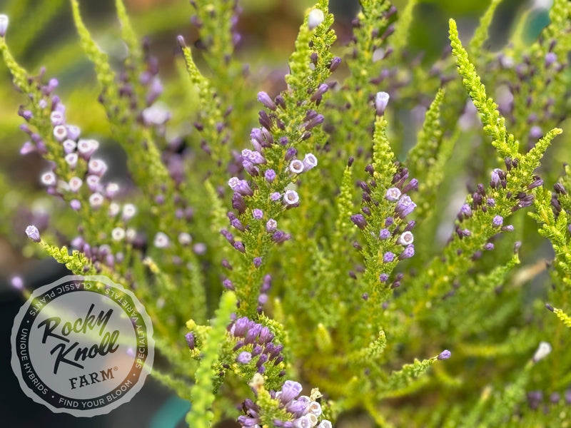 Fabiana imbricata 'Violacea' plant from Rocky Knoll Farm