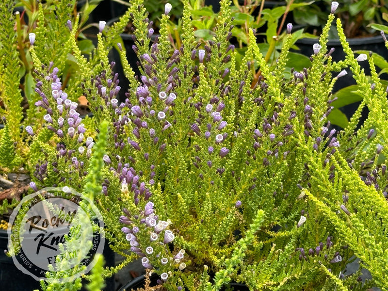 Fabiana imbricata 'Violacea' plant from Rocky Knoll Farm