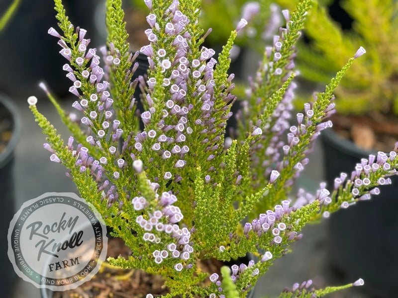 Fabiana imbricata 'Violacea' plant from Rocky Knoll Farm