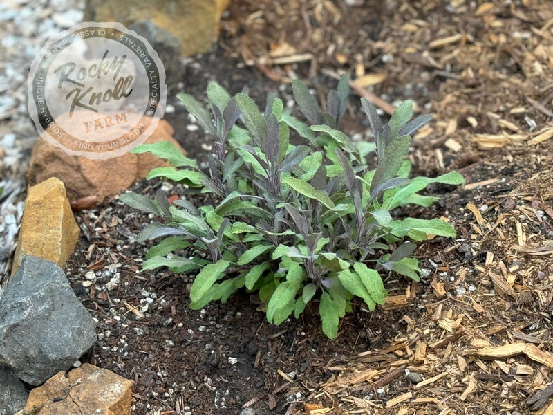 Purple Sage - Salvia officinalis 'Purpurea' plant from Rocky Knoll Farm