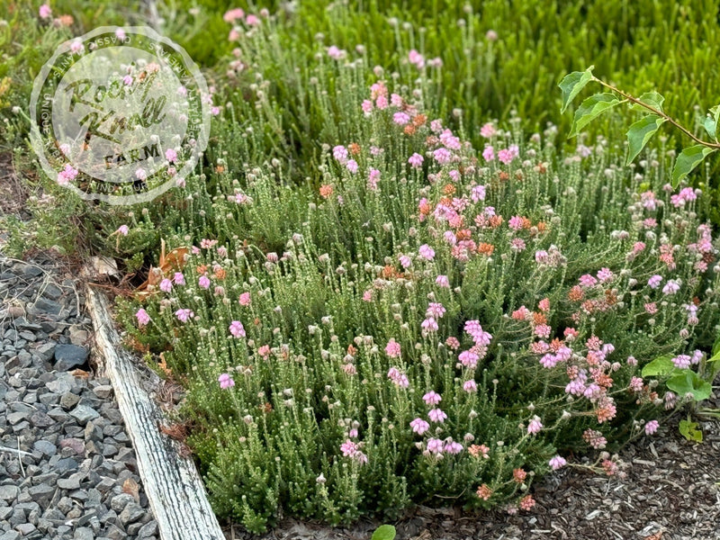 Erica Hookstone Pink Heath plant from Rocky Knoll Farm