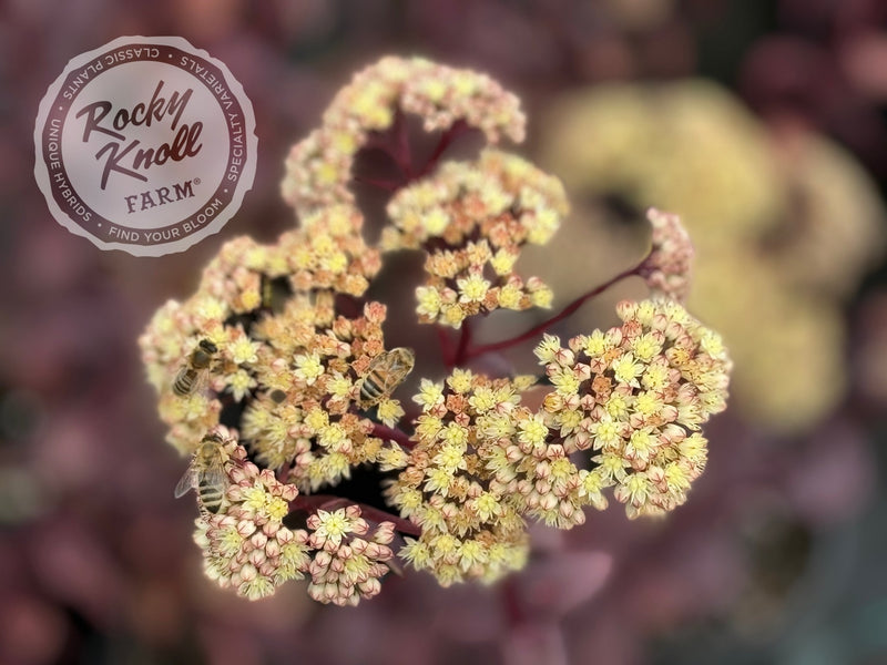 Sedum Banana Split plant from Rocky Knoll Farm