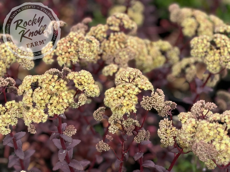 Sedum Banana Split plant from Rocky Knoll Farm