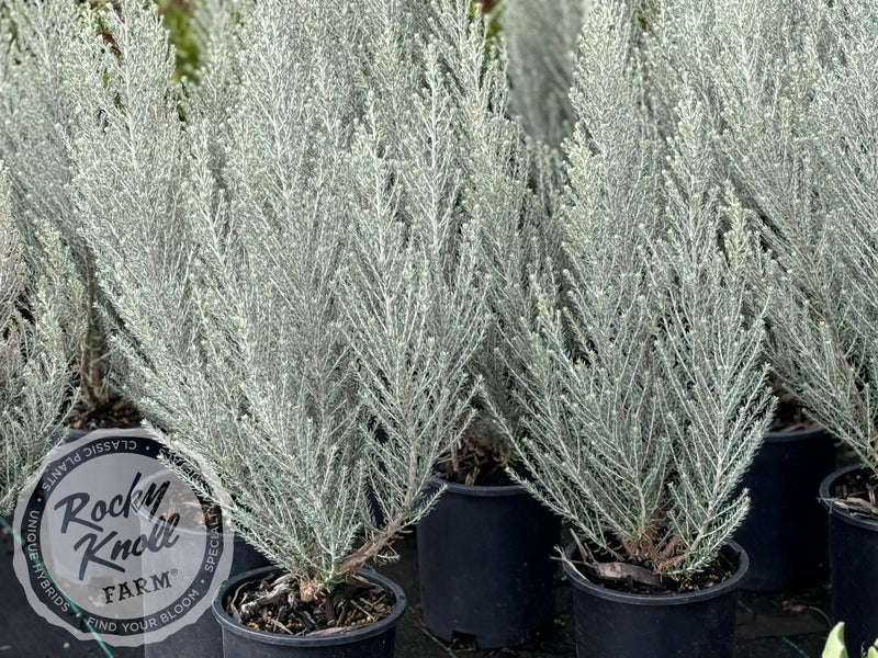 Ozothamnus rosmarinifolius 'Silver Jubilee' plant from Rocky Knoll Farm