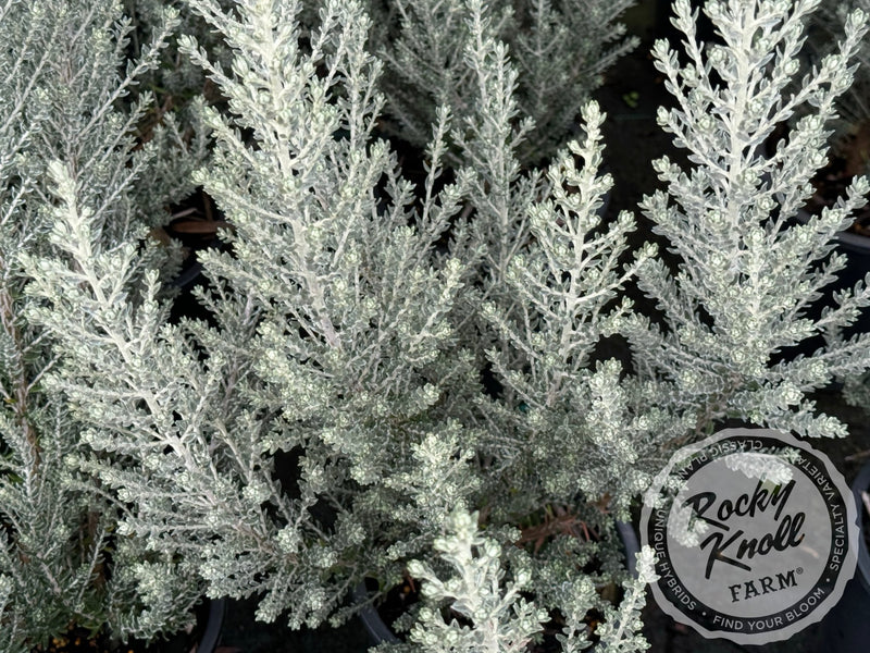 Ozothamnus rosmarinifolius 'Silver Jubilee' plant from Rocky Knoll Farm