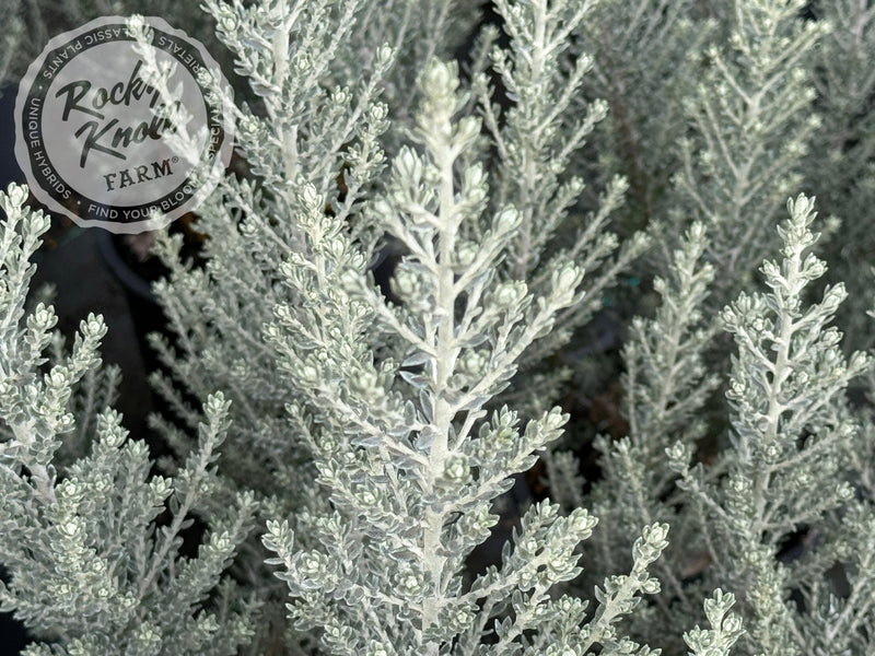 Ozothamnus rosmarinifolius 'Silver Jubilee' plant from Rocky Knoll Farm