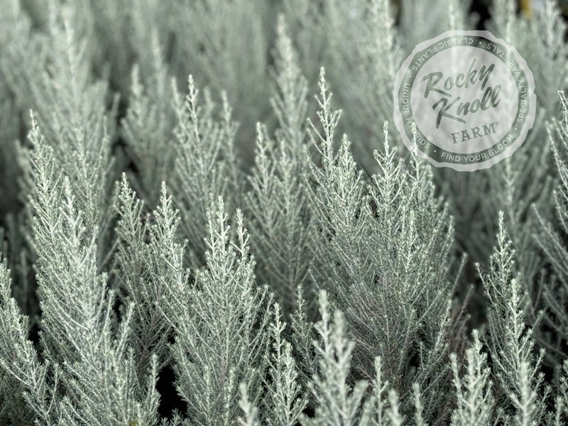 Ozothamnus rosmarinifolius 'Silver Jubilee' plant from Rocky Knoll Farm