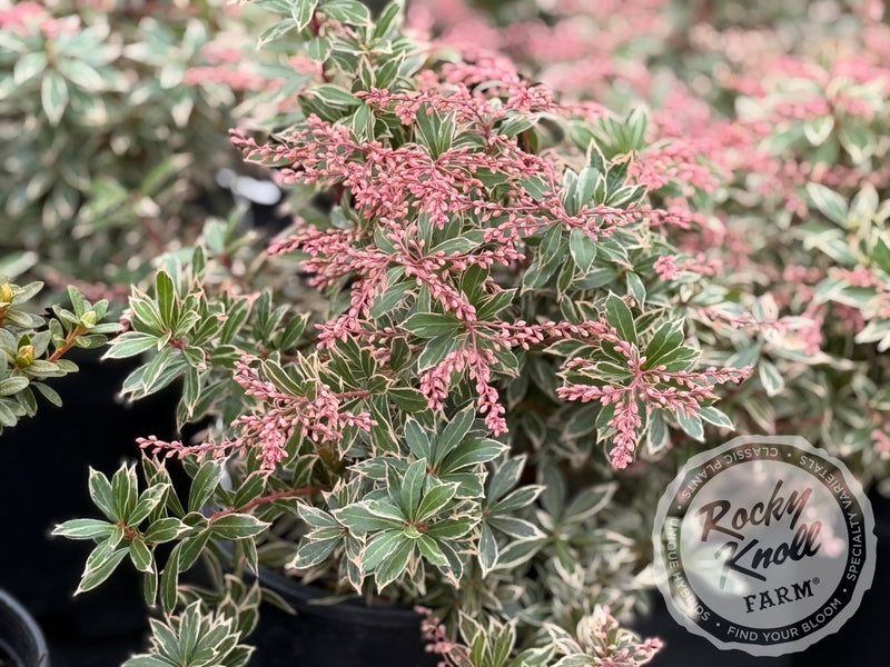 Pieris japonica 'Little Heath' plant from Rocky Knoll Farm