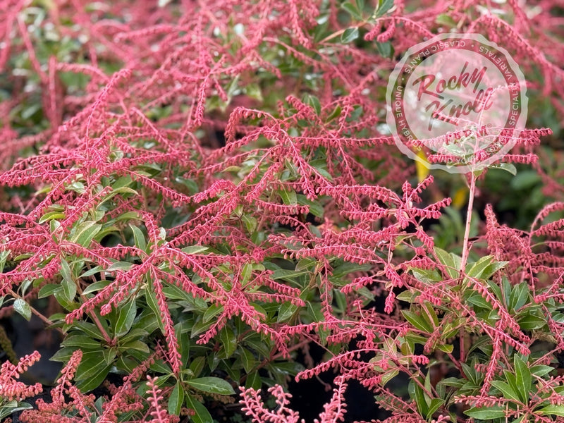 Pieris japonica 'Grayswood' (Japanese Andromeda) plant from Rocky Knoll Farm