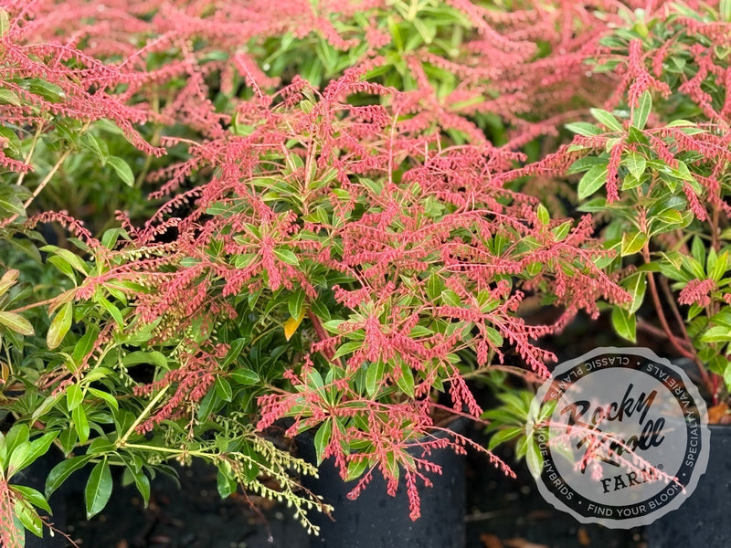 Pieris japonica 'Grayswood' (Japanese Andromeda) plant from Rocky Knoll Farm