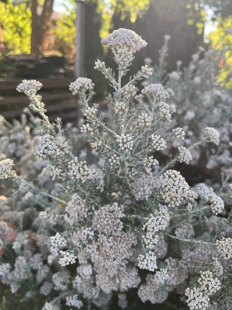 Ozothamnus rosmarinifolius 'Silver Jubilee' plant from Rocky Knoll Farm