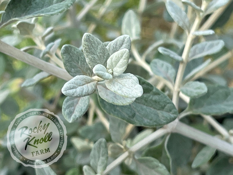 Azure Bush Germander plant from Rocky Knoll Farm