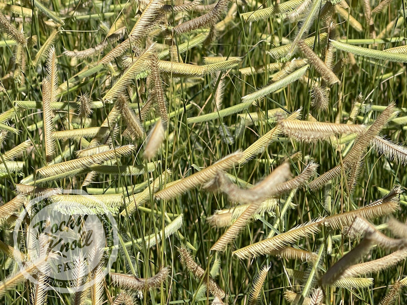 Blonde Ambition (Bouteloua gracilis) plant from Rocky Knoll Farm