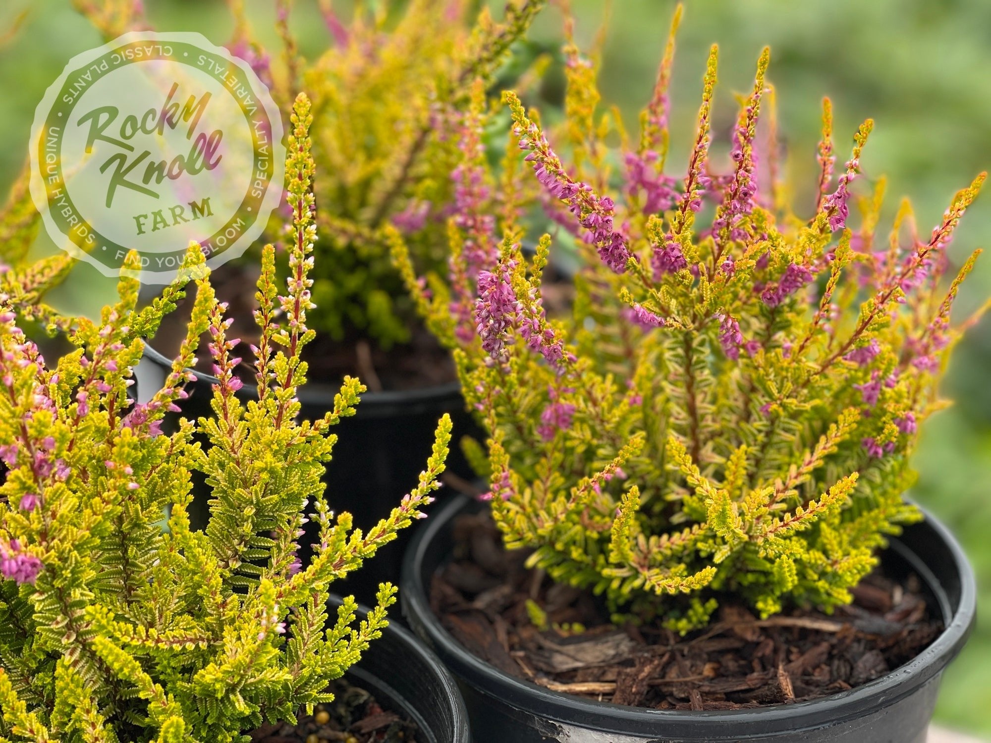 Calluna Firefly Heather - Rocky Knoll Farm