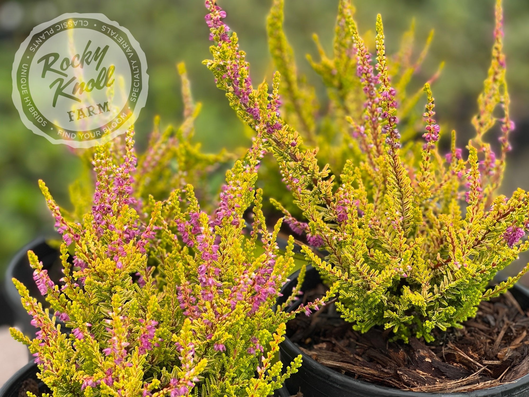 Calluna Firefly Heather - Rocky Knoll Farm