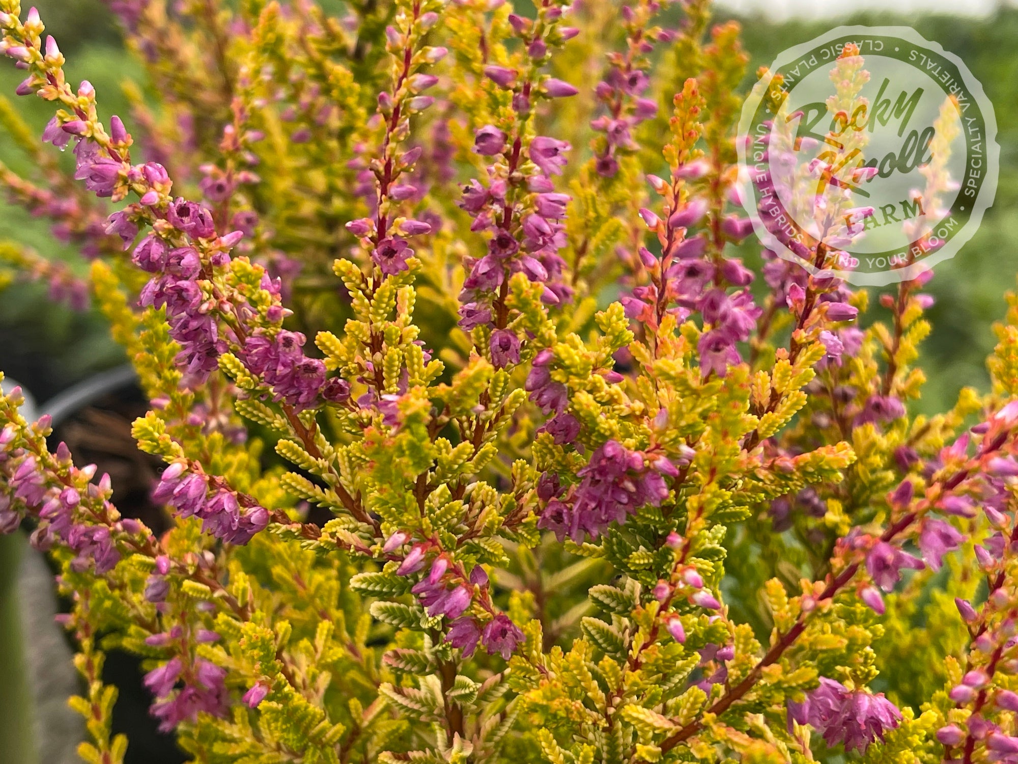 Calluna Firefly Heather - Rocky Knoll Farm