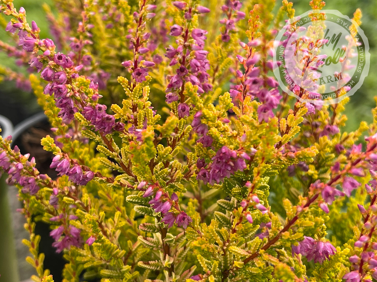 Calluna Firefly Heather - Rocky Knoll Farm