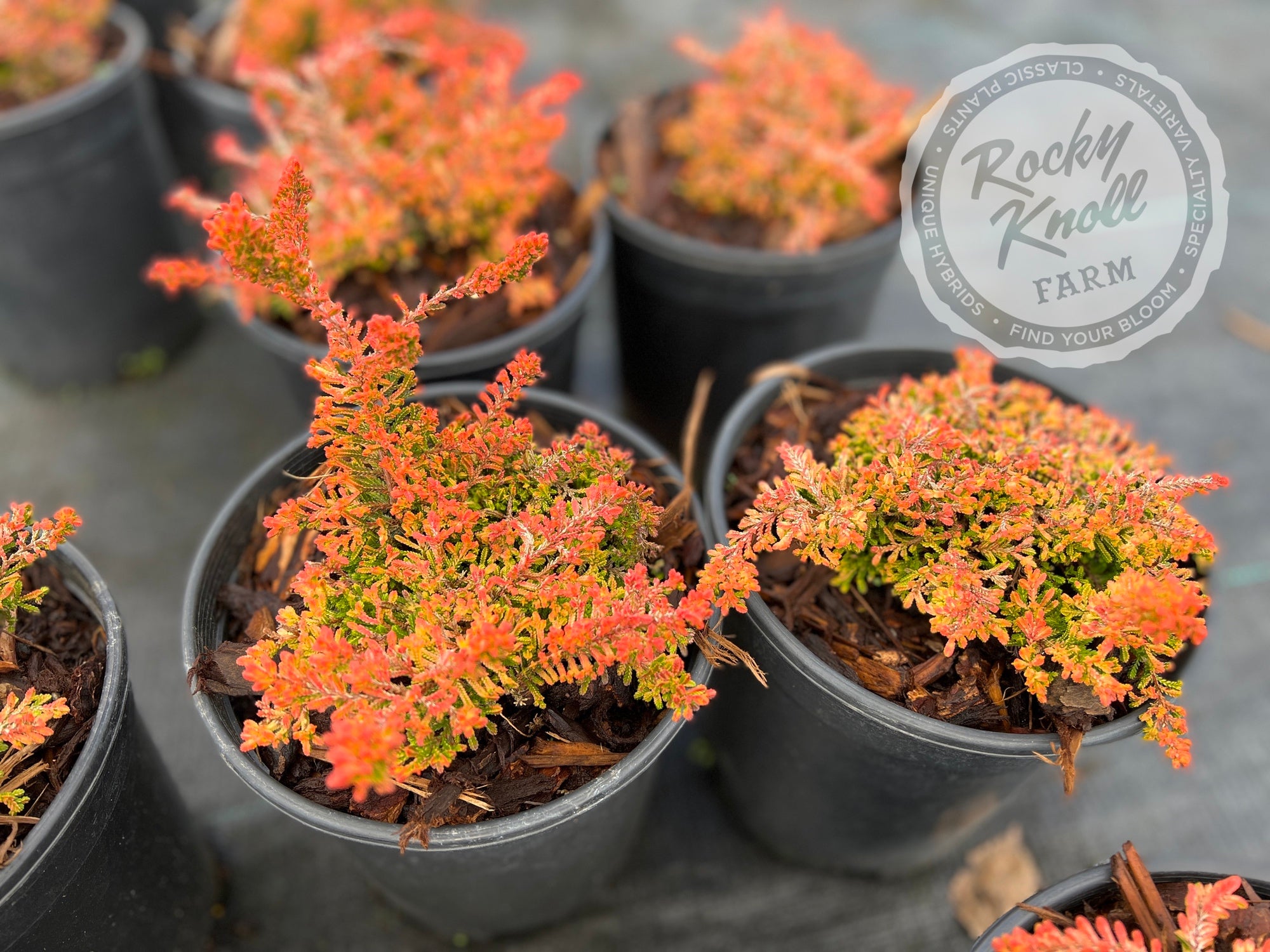 Calluna Wickwar Flame Heather Rocky Knoll Farm